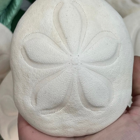 REAL Large Sea Biscuit Sea Urchin Sand Dollar WHITE NAUTICAL COASTAL DECOR - Picture 6 of 13